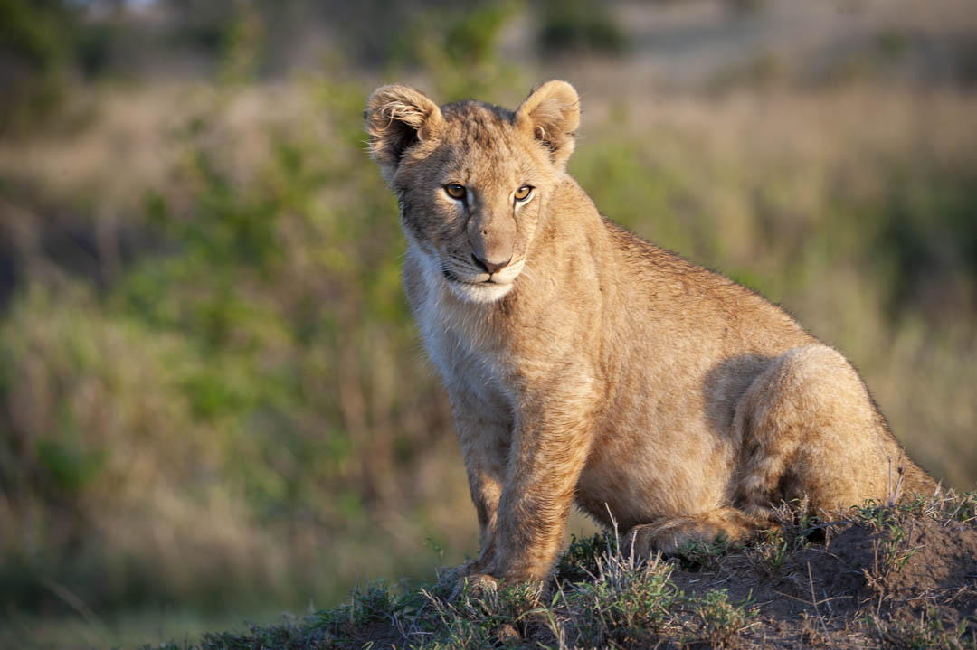 Lion Cub — Golden hour watch